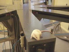 mouse in radial arm maze
